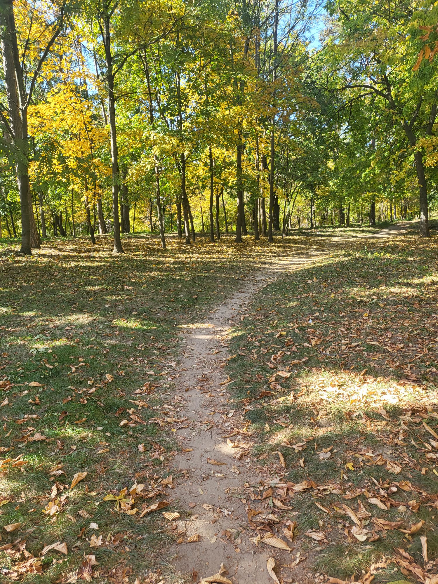 A path through a wood